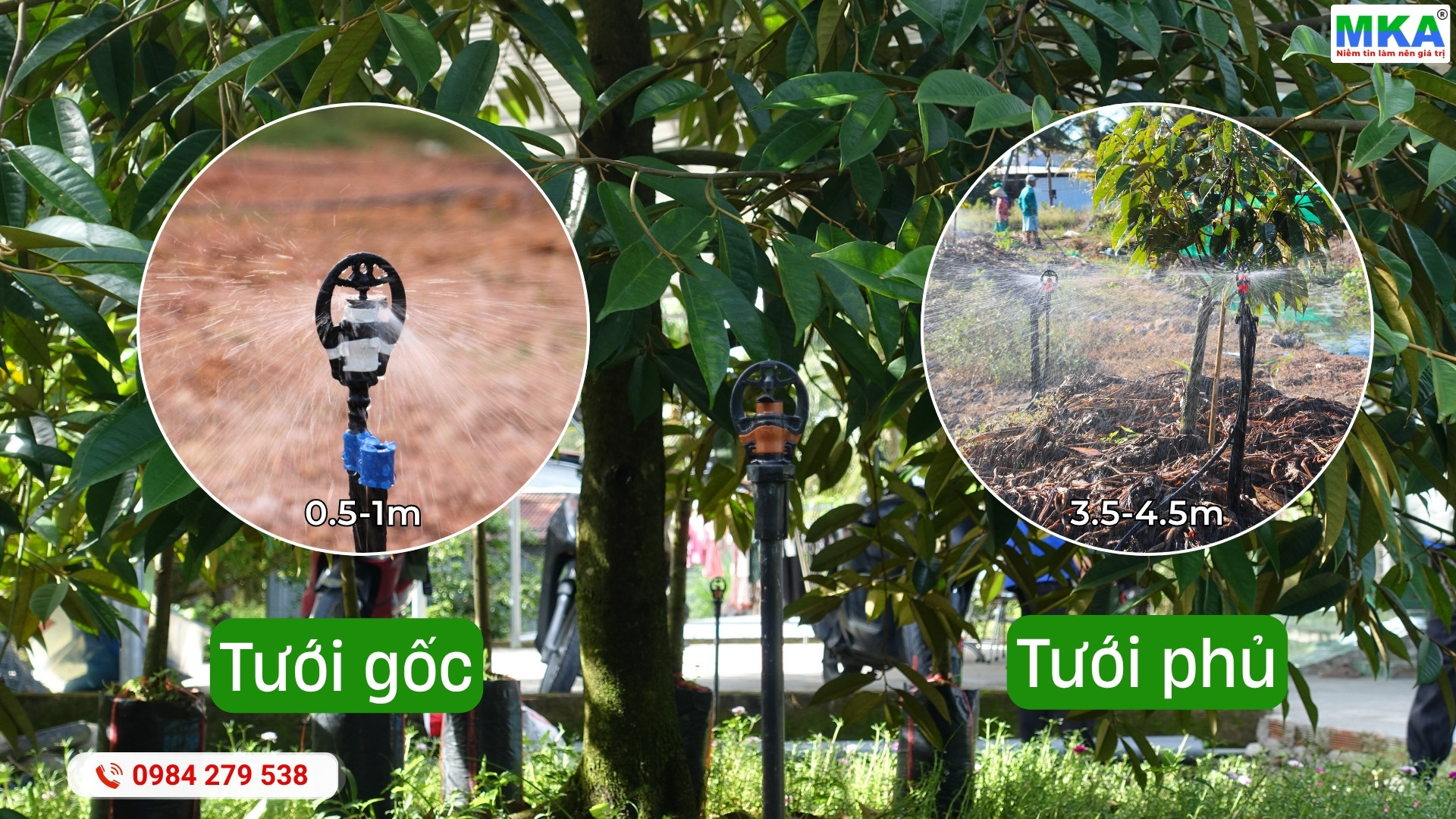 Hệ thống tưới sầu riêng